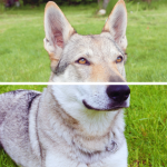 Caractère chien Loup