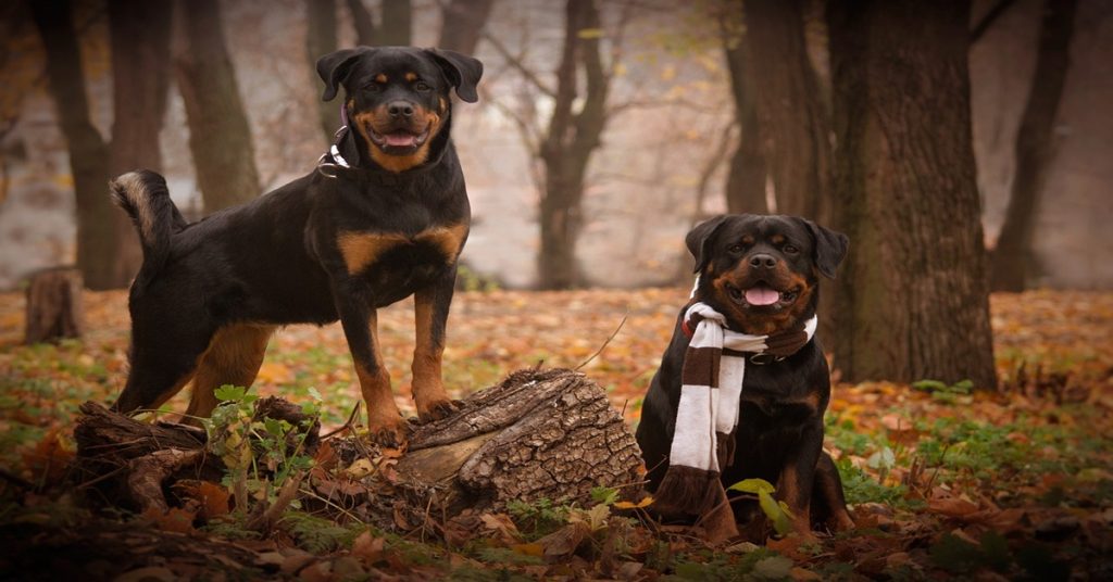 La sensibilité du Rottweiler : un caractère à double facette Quand on regarde un Rottweiler, on voit d’abord un chien impressionnant : massif, musclé, avec une présence qui impose. Mais ce que beaucoup ignorent, c’est que son caractère est aussi marqué par une grande sensibilité. Ce n’est pas un chien froid, ni une machine de garde. Le Rottweiler ressent profondément l’ambiance de son foyer et les émotions de ses maîtres. Si tu es stressé, il le capte. Si tu es détendu, il se relâche. Il vit presque en miroir avec ceux qui l’entourent. C’est pour ça qu’un environnement instable peut l’affecter plus qu’on ne croit. Un maître dur, changeant ou incohérent peut le rendre anxieux, voire réactif. Alors qu’un foyer calme et sûr de lui lui permet de révéler toute la douceur cachée derrière son regard d’acier. Certains propriétaires racontent que leur Rottweiler est le premier à venir poser sa grosse tête sur leurs genoux quand ils ont un coup de blues. Et ça, c’est une facette de son caractère que personne ne soupçonne tant qu’il n’a pas vécu avec ce chien. En fait, son caractère repose sur un équilibre délicat : force et confiance d’un côté, sensibilité et besoin de stabilité de l’autre. C’est cette dualité qui fait du Rottweiler un compagnon à part.