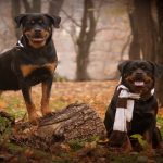 La sensibilité du Rottweiler : un caractère à double facette Quand on regarde un Rottweiler, on voit d’abord un chien impressionnant : massif, musclé, avec une présence qui impose. Mais ce que beaucoup ignorent, c’est que son caractère est aussi marqué par une grande sensibilité. Ce n’est pas un chien froid, ni une machine de garde. Le Rottweiler ressent profondément l’ambiance de son foyer et les émotions de ses maîtres. Si tu es stressé, il le capte. Si tu es détendu, il se relâche. Il vit presque en miroir avec ceux qui l’entourent. C’est pour ça qu’un environnement instable peut l’affecter plus qu’on ne croit. Un maître dur, changeant ou incohérent peut le rendre anxieux, voire réactif. Alors qu’un foyer calme et sûr de lui lui permet de révéler toute la douceur cachée derrière son regard d’acier. Certains propriétaires racontent que leur Rottweiler est le premier à venir poser sa grosse tête sur leurs genoux quand ils ont un coup de blues. Et ça, c’est une facette de son caractère que personne ne soupçonne tant qu’il n’a pas vécu avec ce chien. En fait, son caractère repose sur un équilibre délicat : force et confiance d’un côté, sensibilité et besoin de stabilité de l’autre. C’est cette dualité qui fait du Rottweiler un compagnon à part.
