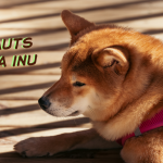 Défauts Akita Inu