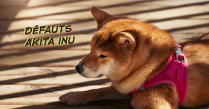 Défauts Akita Inu