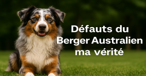 Défauts du Berger Australien
