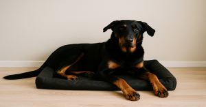 panier beauceron