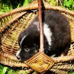 Panier Berger Australien