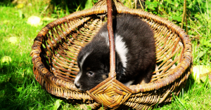 Panier Berger Australien
