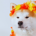 Prix Akita Inu