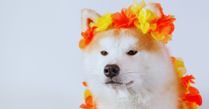 Prix Akita Inu