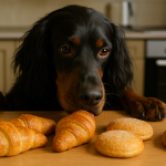 Défauts du Setter Gordon qui est très gourmand