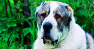 Berger d’Asie centrale avantages