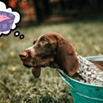 Le meilleur panier pour Braque hongrois Panier Braque Hongrois