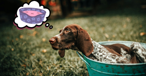 Panier Braque Hongrois