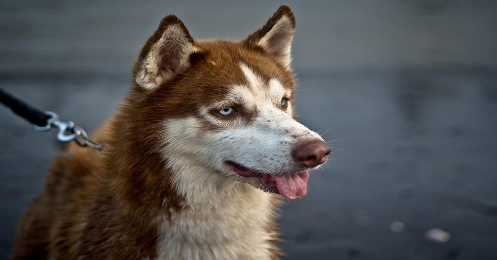 Inconvénients Husky