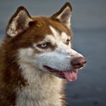 Inconvénients du Husky Sibérien : ce qu’on ne te dit jamais Inconvénients Husky