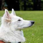 Prix du Berger Blanc Suisse