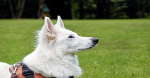 Prix du Berger Blanc Suisse