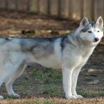 Qualités du Husky Sibérien : un chien libre, fidèle et fascinant Qualités du Husky