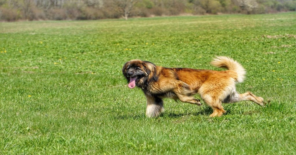 Qualités du Leonberg