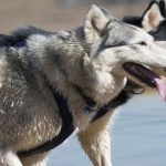 Vivre avec son Husky