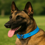 Collier pour Malinois