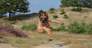 Complicité Malinois