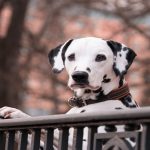 Durée de vie grands chiens