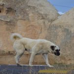 Kangal