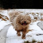 Komondor : un chien venu d’ailleurs Komodor