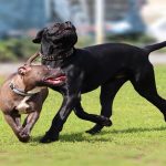 Mieux vivre avec Cane Corso