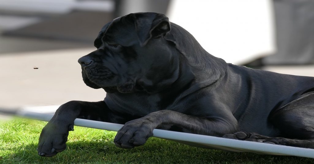 Panier Cane Corso