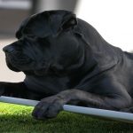 Bien choisir un panier Cane Corso : le guide vraiment utile Panier Cane Corso