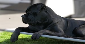 Panier Cane Corso