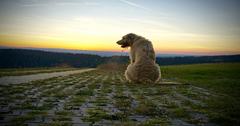Un Irish Wolfhound ou lévrier irlandais face au paysage