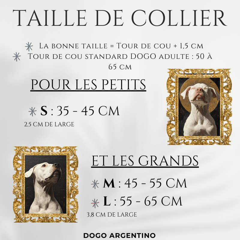 Taille collier Dogo Argentin