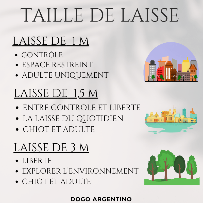 Taille laisse Dogo Argentin