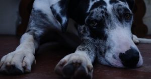 Grand chien en appartement