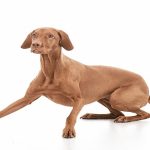 Le Braque le plus beau