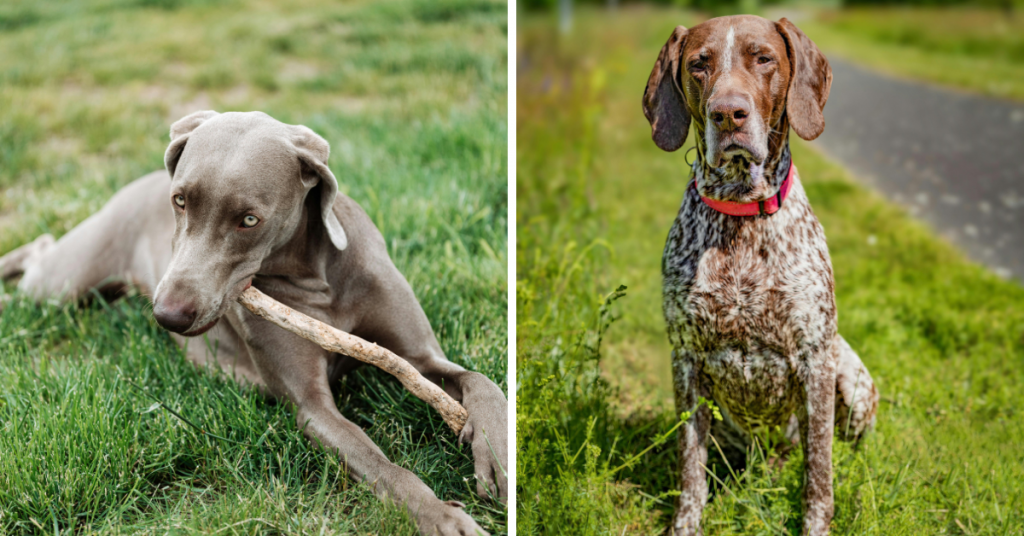 Braque le plus calme