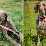 Braque le plus calme