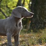 Choisir un Braque de Weimar