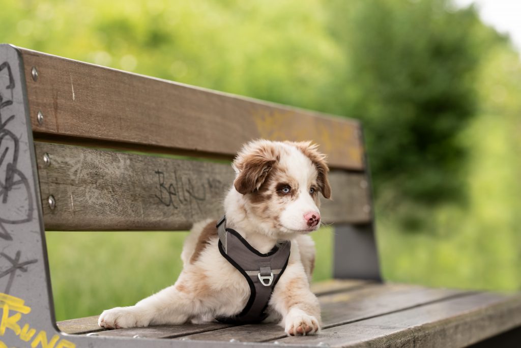 Adopter chiot Berger Australien