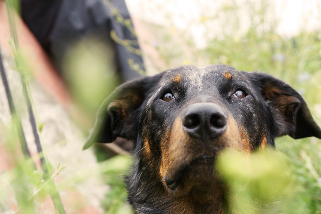 Le Beauceron