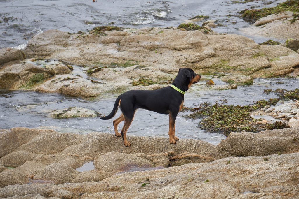 Collier ou harnais beauceron
