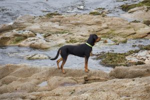 Collier ou harnais beauceron