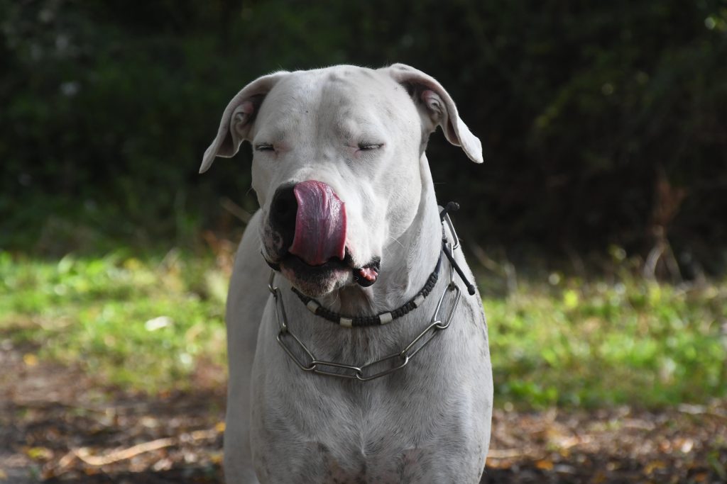 Le Dogue Argentin