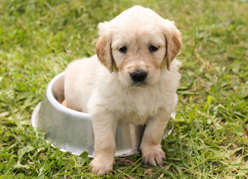 Gamelle Golden Retriever