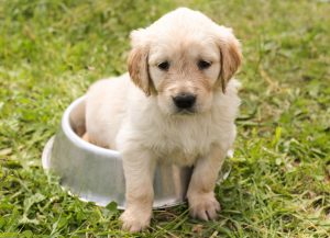 Gamelle Golden Retriever