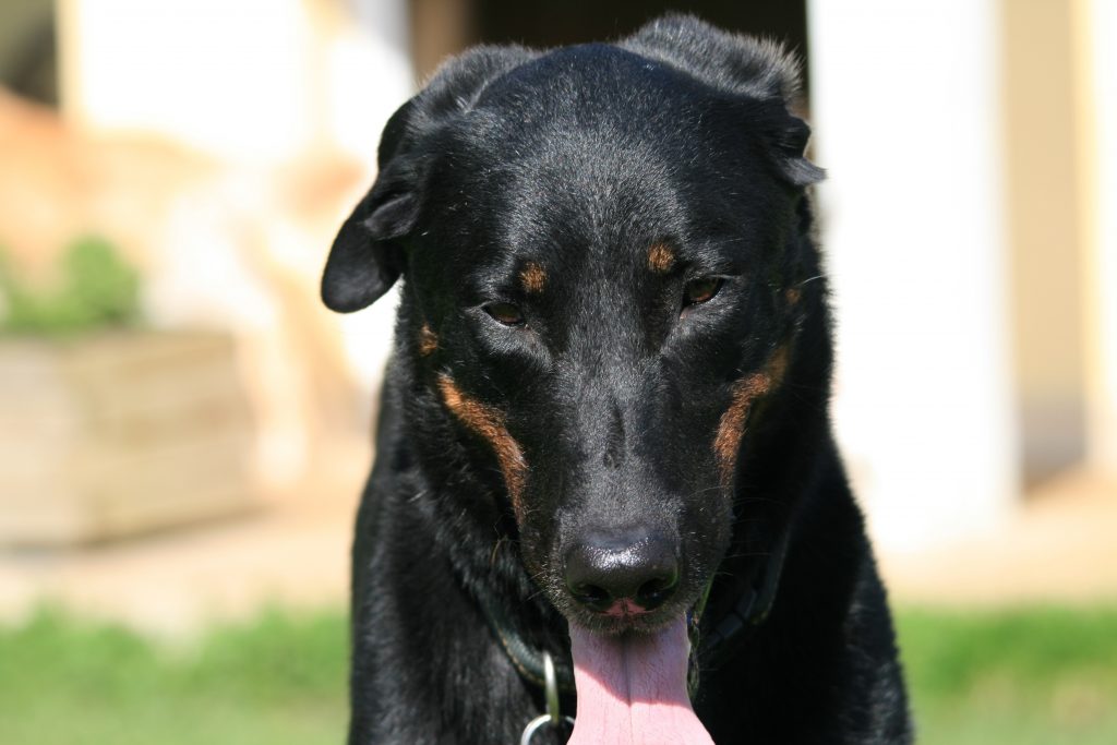 Laisse pour Beauceron