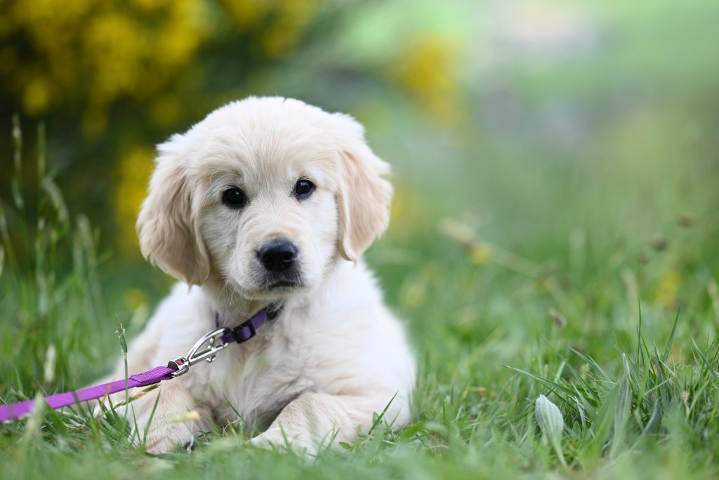 Laisse Golden Retriever