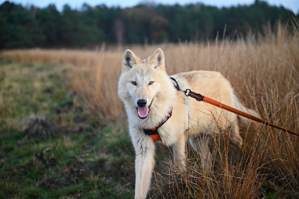 Quelle taille de laisse grand chien?