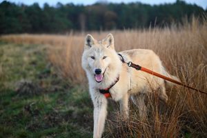 Quelle taille de laisse grand chien?